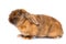 Brown satin rabbit with closed eyes