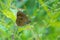 brown Satyridae butterfly