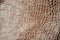 Brown scales macro exotic background, embossed under the skin of a reptile. Texture genuine leather close-up