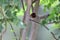The brown Scaly-breasted Munia Lonchura punctulata
