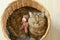 Brown Scottish Fold cat with teddy bear