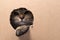 A brown Scottish Fold kitten sits in a cardboard box and looks through the hole, the kitten pokes its paw out of the hole in the