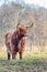 Brown scottish highlander cow standing in sunny spring meadow