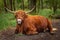 Brown Scottish Highlander ruminating in the forest