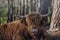 Brown Scottish Highlander ruminating in the forest in the Netherlands region of Nieuw Bergen, province of Limburg