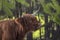 Brown Scottish Highlander ruminating in the forest in the Netherlands region of Nieuw Bergen, province of Limburg