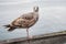 Brown sea gull on pier