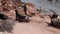 Brown sea lions herd resting on rocky coastlines by the ocean in a Monterey city