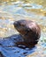 Brown Sea Otter
