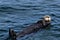 A brown sea otter floating on its back