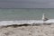 Brown seagull against storm on sea muted colors. Wild birds concept. Seagull on sand beach in hurricane day.