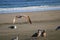 A brown seagull in flight with white and brown seagulls standing on the silky brown sands of the beach surrounded by blue ocean