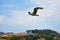 Brown seagull flying