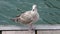 Brown seagull looking around with rippling ocean water in background