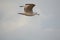 Brown Seagull - Young seagull