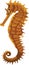 Brown Seahorse Marine Animal Vector Illustration