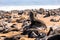 Brown seal colony in Cape Cross, Africa, Namibia wildlife