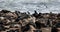 Brown seal colony in Cape Cross, Africa, Namibia wildlife