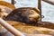 brown sealion head asleep on its group