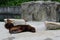 Brown Seals Laying and Resting.