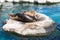 Brown seals rest on rocks surrounded by blue water, shot at sunny day