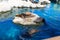 Brown seals rest on rocks surrounded by blue water, shot at sunny day