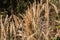 Brown sedge fescue in wetland