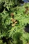 Brown seed cones of Thuja occidentalis