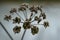 Brown seed head of lovage Levisticum officinale in autumn or winter against a gray background, wabi sabi concept, symbol of