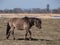 Brown semi-wild Polish Konik horses in floodland meadow in spring. Wild horses outdoors