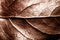 Brown sepia toned dry leaf rugged surface structure extreme macro closeup photo with midrib parallel to the frame and visible leaf