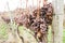 Brown sere dried bunch of grapes in winter wibe yard