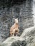 Brown Serow standing on the cliff with rock background
