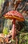 Brown shaggy cap mushroom, Boletus emodensis