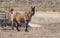 Brown Shaggy Haired Horse Standing in Field