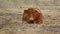 A brown shaggy highland cattle lies on the dry grass and looks relaxed into the camera with bent long horns