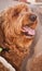 Brown shaggy puppy sitting at a farmers market