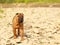 A brown sharpei dog puppy is walking towards the rocky ground. Walking a pet in nature. Breeding thoroughbred dogs in