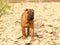 A brown sharpei dog puppy is walking towards the rocky ground. Walking a pet in nature. Breeding thoroughbred dogs in kennels.