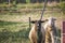 Brown sheep with black face and white spot in nose, standing next to a dirty white sheep, looking attentively at camera.