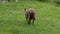 A brown sheep with dirty fur walks through a field of grass. The concept of agriculture