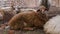 A brown sheep eat and rest in the fresh air at rural farm. Herd of sheep and ram on  farm