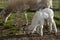 Brown sheep ewe and new lamb grazing