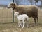 Brown sheep ewe with a very young lamb