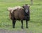 Brown sheep with horns and extra blanket of fur in a pasture in Ennis, Texas