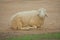 Brown sheep lying on ground and smiling at outdoor farm countryside.