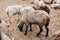 Brown sheep in paddock on farm before shearing wool