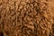 Brown sheep wool as a background, natural wool, live sheep