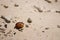 Brown shell on white sand beach. Small seashell. Tropical nature object. Ocean wildlife.