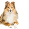 Brown sheltie dog